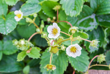 White strawberry flowers on a bed of strawberries in summer