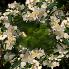 SQUARE FRAME WITH AROMATIC WHITE JASMINE FLOWERS