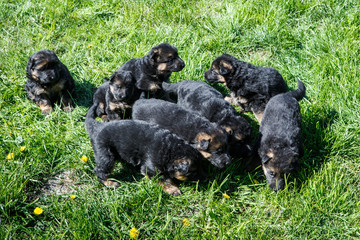 many little german shepherd puppies play on green grass