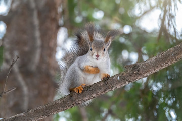 Naklejka na ściany i meble Autumn squirrel sits on a branch