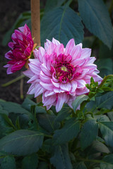 Obraz premium beautiful flowers orchid black background