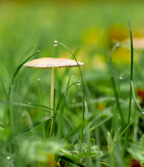 Rosé sur le champignon 