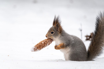 Squirrel with a fir cone in the mouth