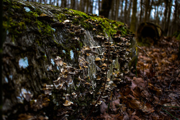 Fototapeta premium mushrooms on tree