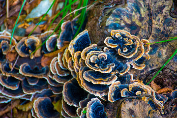 art of mashrooms two