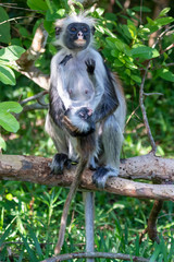 Affe im Jozanie Forest