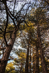 Obraz premium troncos de arboles