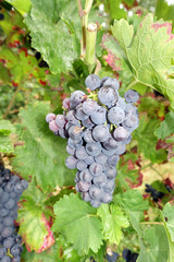 Weintrauben