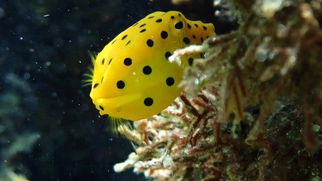 Juvenile yellow boxfish (Ostracion cubicus) hides under a coral shade while it searches for algae as its main food source.