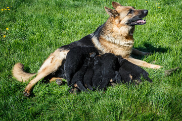 cute adult german shepherd female feeds small puppies