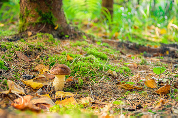 mushrooms in the forest