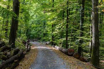 Walsweg im Stromberg