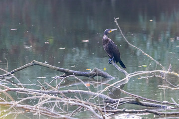 Wasservogel Komoran