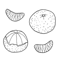 Tangerine with slices. Hand drawn vector illustration. Ink sketch. Isolated on white background. Coloring page