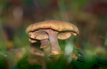 mushroom in forest