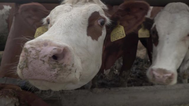 cows on a modern farm receive feeding