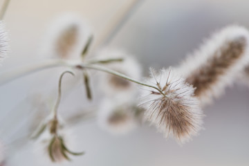 Trifolium arvense. Close up bouquet of wild fluffy flowers close up, abstract retro style....