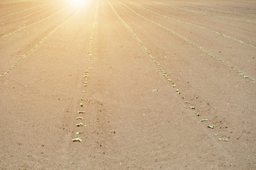 gardener working in the garden