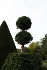 Close-up on a yew cut into a ball