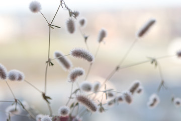 Trifolium arvense. Close up bouquet of wild fluffy flowers close up, abstract retro style. Selective soft focus.
