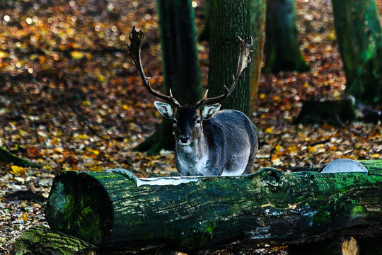 Hirsch