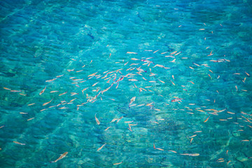 Fishes in clear water of Atlantic ocean in Madeira island, Portugal, Europe. It is top view of big group of fishes.