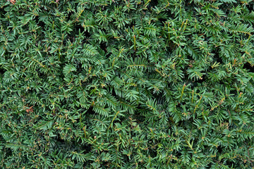 Close-up of the foliage of a fir tree 