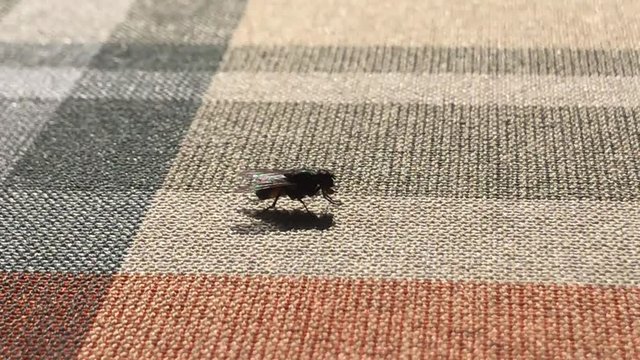 mosca che scappa in volo ripresa con iphone 7
