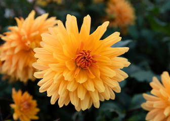 Yellow flowers in a garden