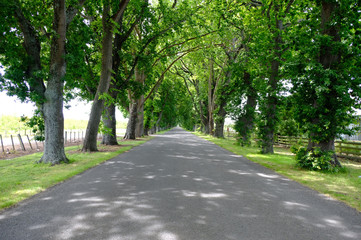 forest, nature, road, landscape, tree, travel, green, light, natural, wood, path, summer, grass, background, sunlight, mountain, country, autumn, fog, spring, blue, asphalt, rural, season, sun, outdoo