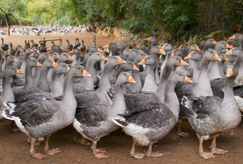   flock of geese on a farm in France