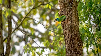A bird Taiwan Barbet attack to one asian wasp from the hole. Protect nest