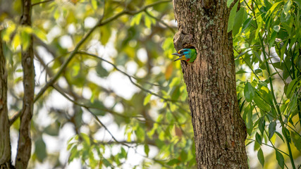A bird Taiwan Barbet inside the hole nest on the tree at Taipei. Taiwan.