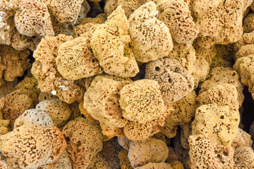 Group of natural sea sponges (Porifera)