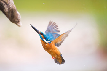 Naklejka premium Flying common kingfisher