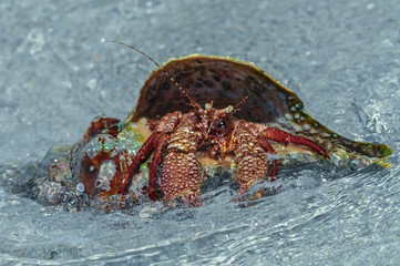 Hermit crab in a shell. Crystal clear water.