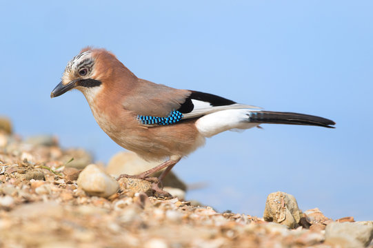 Eurasian Jay In Nature