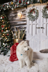 Cute fluffy white Samoyed dog posing in a living room near Christmas tree and decorated for New year interior. Beautiful snow-white Samoyed dog at home in rustic winter interior. Christmas gift.