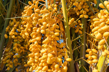 Yellow raw dates hanging on the date palm