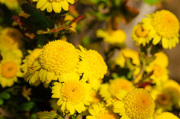 Yellow fall chrysanthemums in the garden. Autumn mums of chrysanthemums in bloom