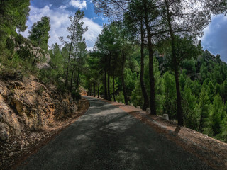 Fototapeta na wymiar POV driving on a curve road through a pine wood in Spain,on Nerpio's road