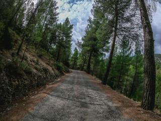 Fototapeta premium POV driving on a curve road through a pine wood in Spain,on Nerpio's road