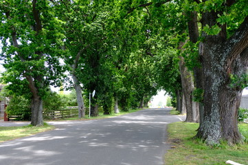 Fototapeta na wymiar Savannah, Georgia, USA oak tree lined road at historic Wormsloe Plantation.