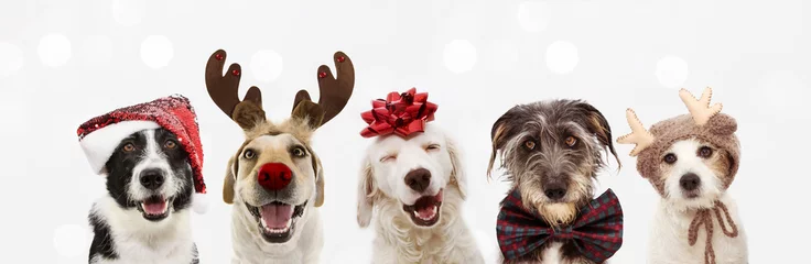 Photo sur Plexiglas Vétérinaires Bannière cinq chiens célébrant les vacances de Noël portant un chapeau de père Noël rouge, des bois de renne et un ruban rouge présent. Isolé sur fond gris