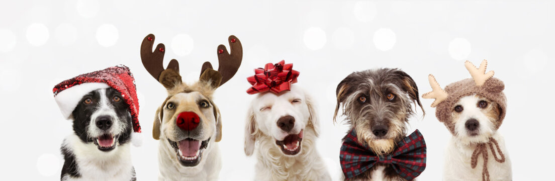 Banner five dogs celebrating christmas holidays wearing a red santa claus hat, reindeer antlers and red present ribbon. Isolated on gray background