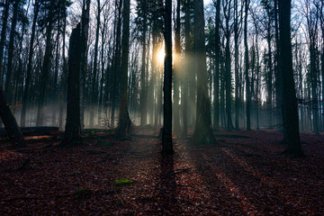 a beautiful sunrise in an old foggy forest