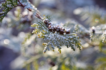 Thuja branch with crystals of ice. Sunny winter frosty day, bokeh.