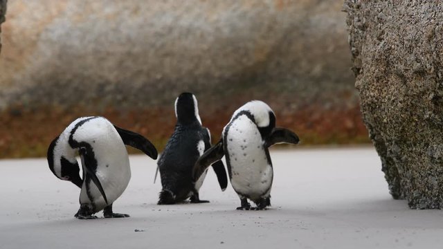African penguin cleans feathers with beak. Scientific name: Spheniscus demersus, also known as the jackass penguin and black-footed penguin. South Africa