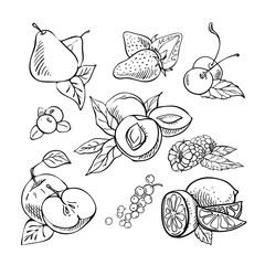 Hand drawn fruits and berries. Sketch. Hand drawn Illustration on white background
