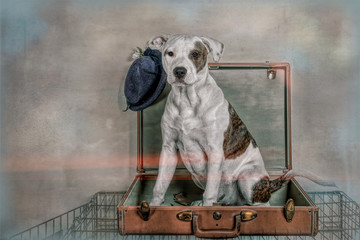 Dog in a Suitcase on Top of Dog Kennel